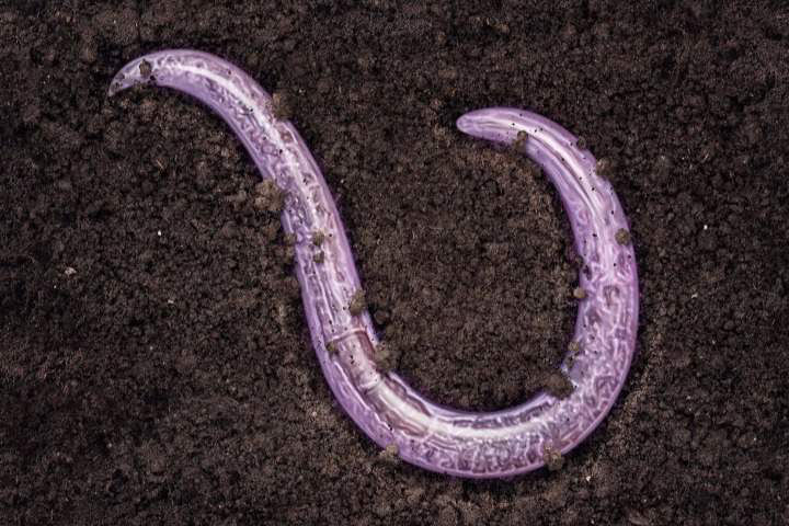 Nematodes
